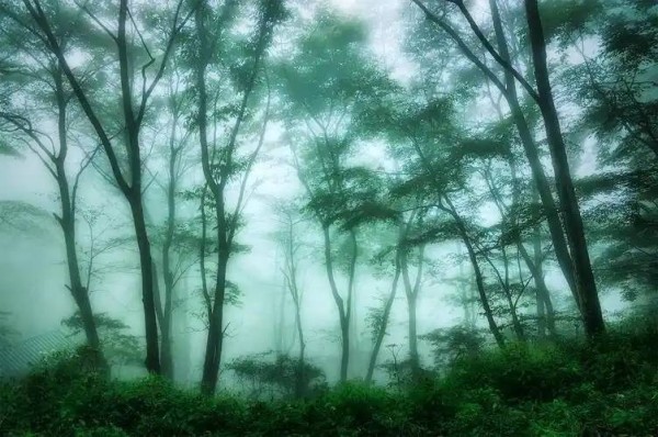 湖南传统文化修行逸事集 第四章：湘美书院楠竹林