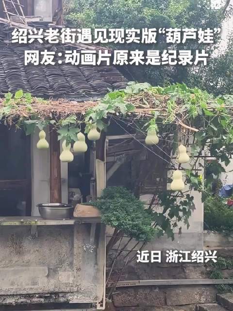 近日，绍兴一对老夫妻因种植的葫芦神似《葫芦兄弟》经典场景走红网络…