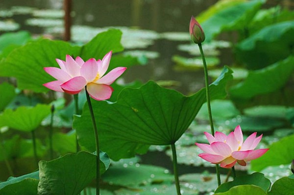 荷花3.jpg