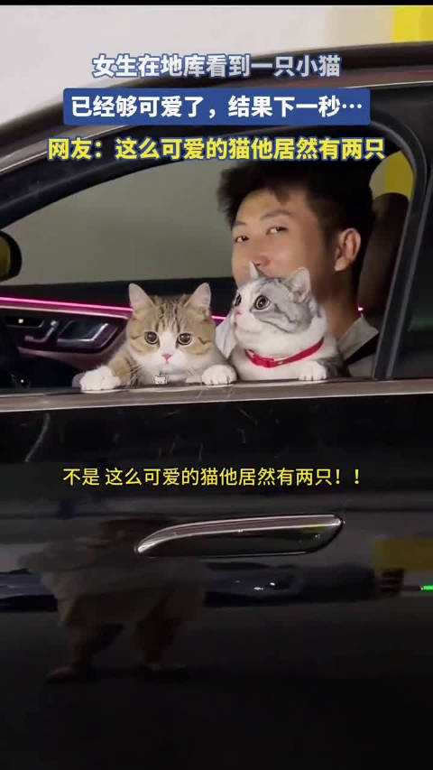 女生地库偶遇可爱小猫,下一秒画面反转