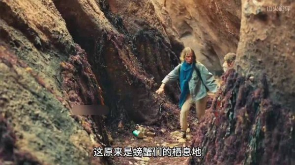 救出母亲遭蟹群包围，百米巨浪倒灌而来