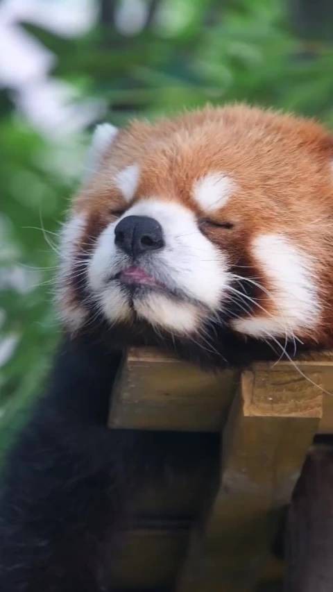 来欣赏能的绝世可爱睡颜