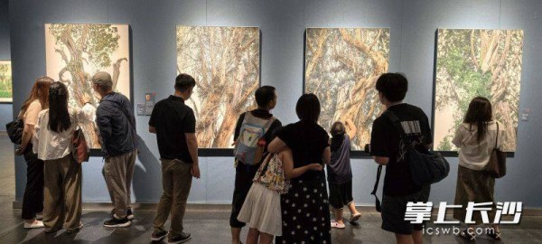 陈流的《空悬的绿,凝固的灰》系列格外令人瞩目。 除另注明外均为长沙晚报全媒体记者肖舞摄