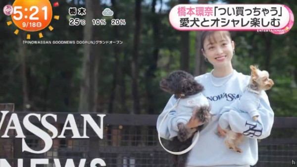 桥本环奈为爱犬狂买衣服，多到数不过来
