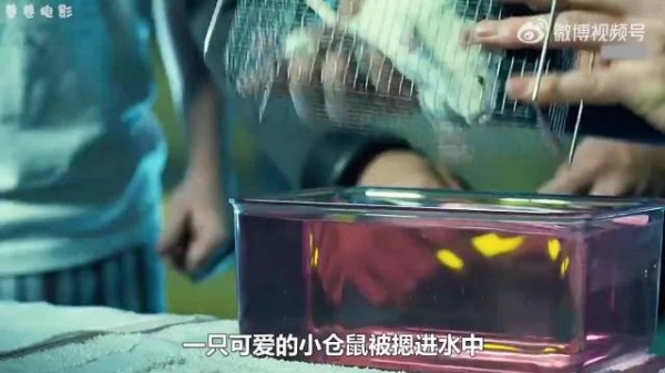 男人将仓鼠摁进全氟化碳，没想到它竟恢复了呼吸