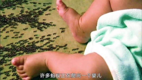 蚂蚁被外星人控制，疯狂攻击人类