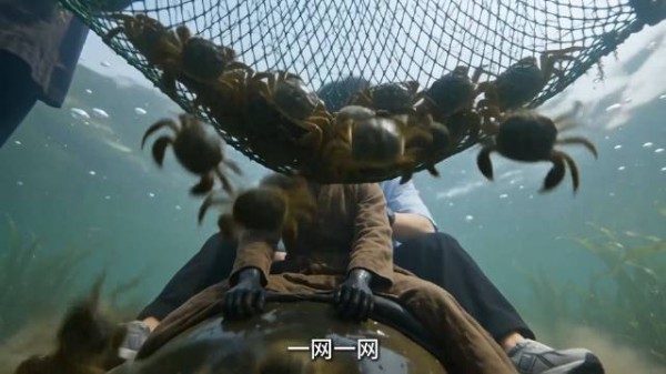 同一种蟹差了三十倍,热搜说崩盘,其实是裂了