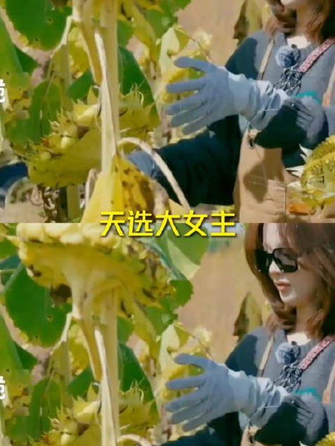 杨超越天选种田文大女主,这是真的干过活儿!
