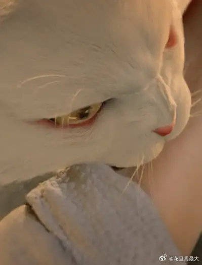 确认过了,他绝对是纯猫奴