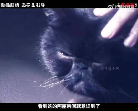 好赌夫妇将活猫钉入棺材 遭黑猫附身复仇
