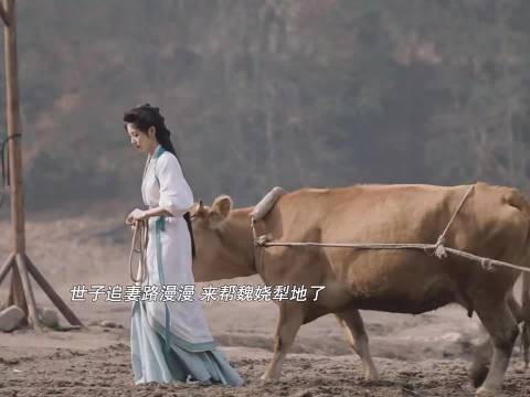 柿子开启厚脸皮追妻之路,全家助攻世子再求娶魏娆 嫁金钗