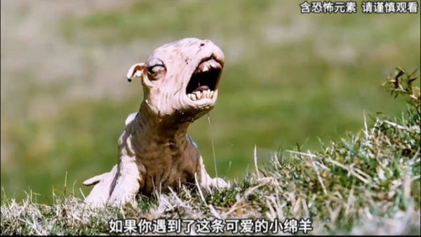 生化危机爆发夜小羊成精，高分悬疑片请勿投喂野生动物